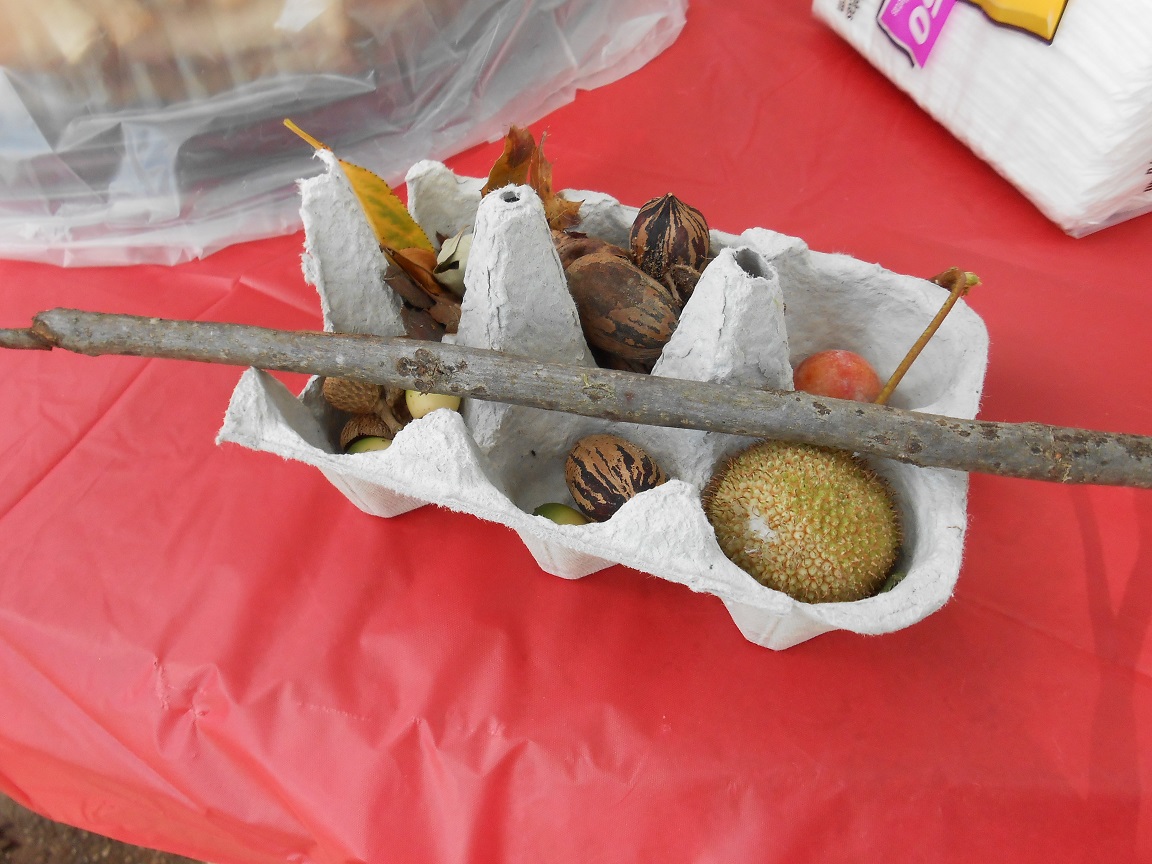 A half of an egg carton filled with leaves, nuts and sticks found from the Nature Walk.